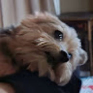 Meet your Posher, Jasper